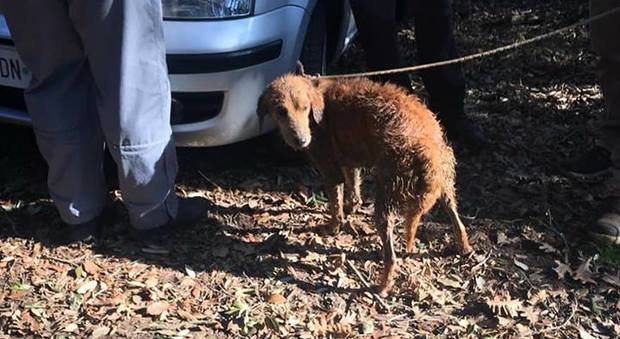 La storia di Rocco, cagnolino salvato dai carabinieri forestali di Sabaudia