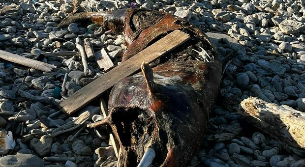 Delfino trovato morto in spiaggia a lido Sant'Anna
