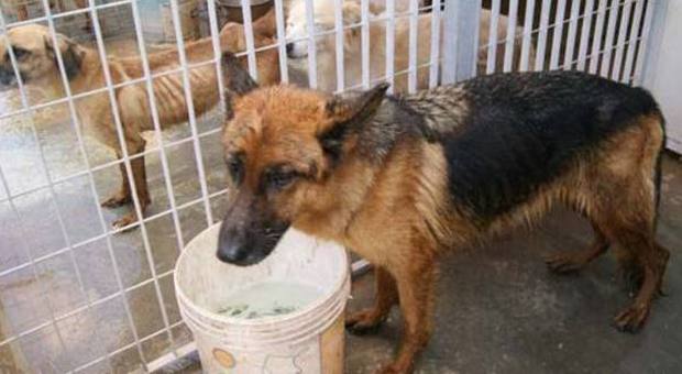 Alessandria, canile choc: cani e gatti nel congelatore e in giardino 16 animali morti di stenti