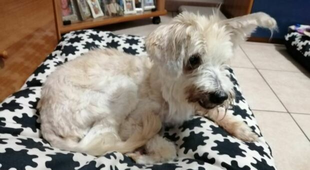 Zhero, cane invisibile che a 18 anni è uscito dal canile e dopo un anno da adottato è morto