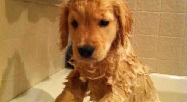Dimentica il cane di un cliente nell'asciugatrice, il golden retriever muore di caldo