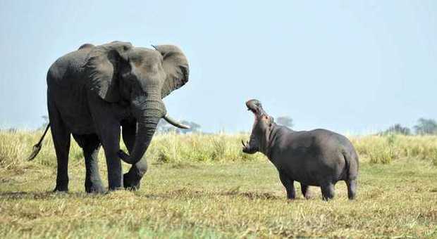 Ippopotamo irascibile marca il territorio l'elefante si allontana con la coda tra le gambe