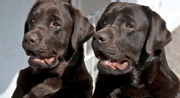 Una coppia di cani Labrador (tipresentoilcane.com)