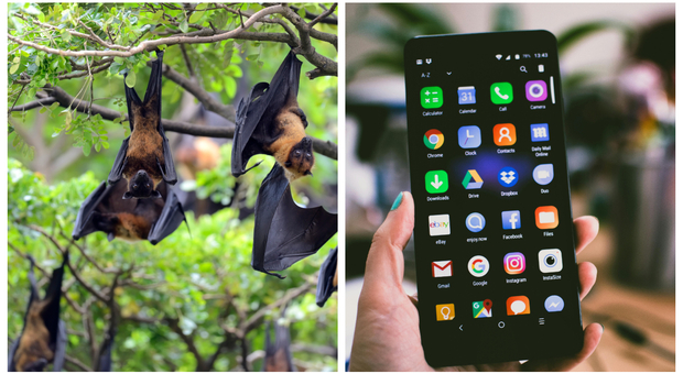 Pipistrelli, adesso basta uno smartphone per poterli monitorare: con il telefonino sul balcone tutti possono aiutare gli scienziati