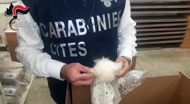 Napoli, 16 capi di abbigliamento con pellicce di orsetto lavatore: sequestrati