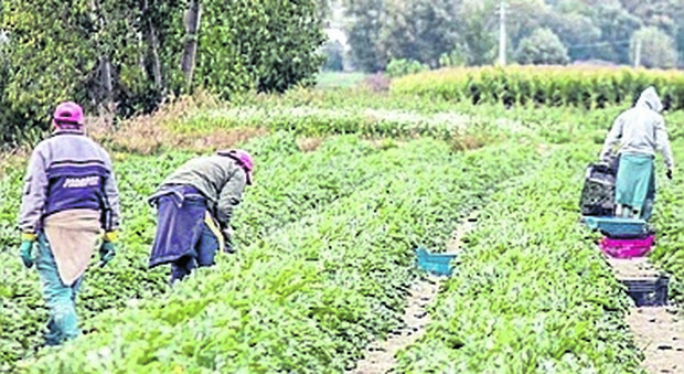 Lavoro nero in agricoltura