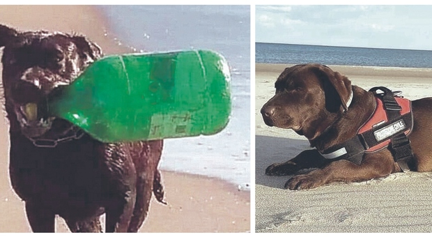 Akira, il labrador ambientalista: ecco il cane che raccoglie la plastica dal mare