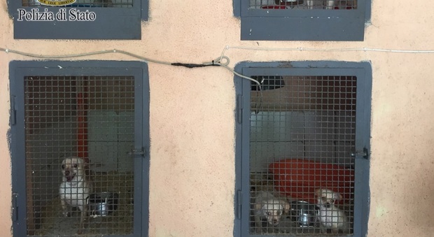 Scoperto un allevamento abusivo di cani in un condominio: denunciato un pregiudicato