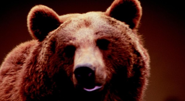 Frosinone, orsi bruni nel Parco: «Dodici nuovi esemplari nati nel 2017»