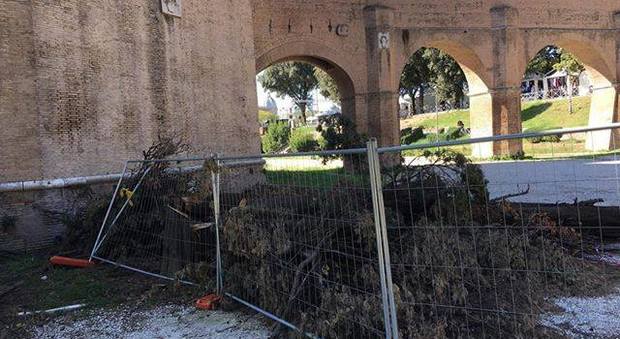 Gli alberi caduti e mai raccolti a Castel Sant'Angelo