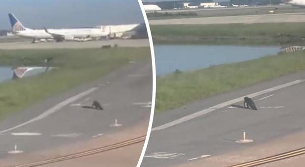 Sulla pista spunta un alligatore, aereo costretto ad atterrare in ritardo