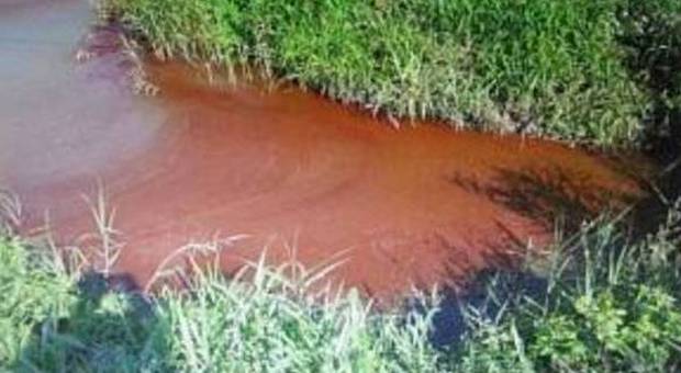 L'acqua dei fossi si tinge di rosso Colpa dell'alga Euglena Sanguinea