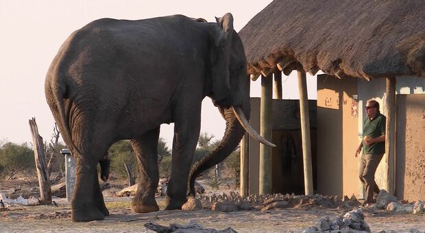 Esce dalla toilette e ha un incontro ravvicinato con un elefante: il video choc nel lodge in Bostwana
