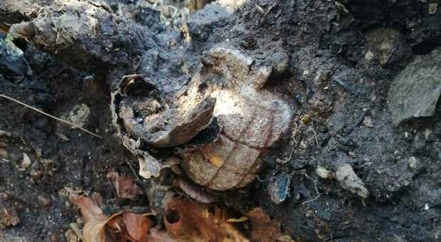 Operai scoprono bomba a mano in un albero: rimossa dagli artificieri