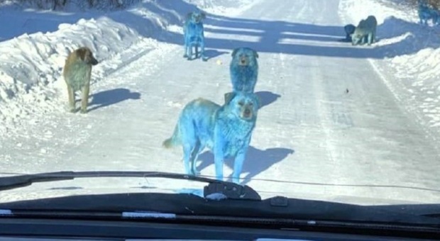 Cani randagi blu avvistati in Russia, mistero nella remota regione di Nizhny Novgorod