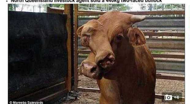 Il toro bifronte di 440 kg venduto al mattatoio: "Ha il destino segnato"