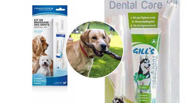Cani, i veterinari: «Usare dentifrici non specifici può avere conseguenze letali»