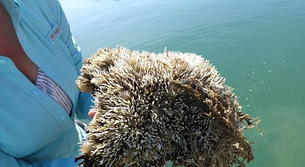 Mare, ENEA: individuate nuove specie "aliene" in Liguria