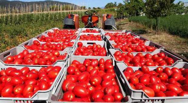 Bracciante africano morto mentre raccoglieva i pomodori: la risposta del Polo Distrettuale