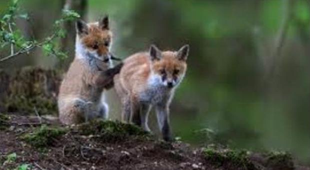 Enpa Treviso: «Per i cuccioli di volpe continua il massacro»