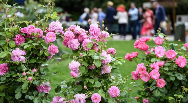 Rose in mostra a Orticola ai Giardini Montanelli