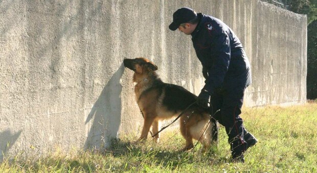 Controlli dei carabinieri con il cane antidroga