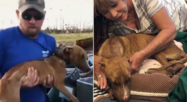 Miracle, il cane sopravvissuto per quasi un mese sotto le macerie dopo il passaggio dell'uragano Dorian