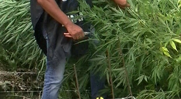 Marijuana tra le piante di mais nel Cilento: arrestato un 30enne