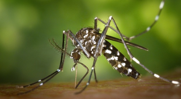 Punto dalla zanzara, contrae il virus Zika: tutto il quartiere in quarantena