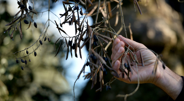 Battuta sull'ulivo di Cisternino: la paura e l'ira degli agricoltori