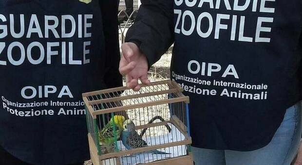 Taglia le ali ai pappagalli: condannata per maltrattamento a una multa di 5mila euro