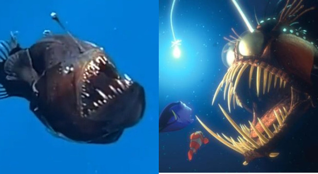 Diavolo Nero, cosa è il pesce abisalle che compare anche su Nemo: il video del mare di Tenerife sta facendo il giro del mondo
