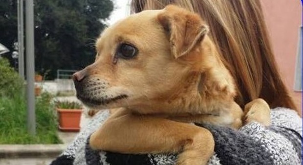 Adottami! Mini-cagnolina vissuta per 2 anni legata ad un bidone