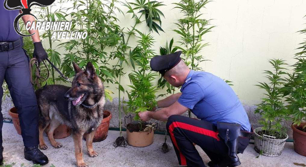 Il cane Zidane fa scoprire la piantagione di marijuana: un arresto