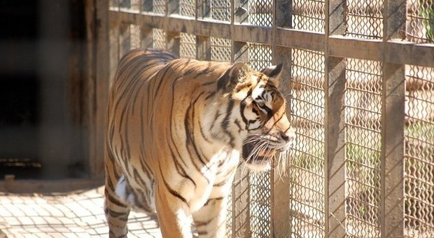 Coronavirus, positiva tigre malese dello zoo del Bronx, infettata da un uomo, leoni sotto osservazione