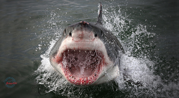 Un grande squalo bianco a tu per tu con il fotografo. Foto di Remo Sabatini