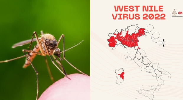 West Nile, in Italia 94 casi e 7 morti. «Forte circolazione virus soprattutto al nord», ecco le regioni più a rischio