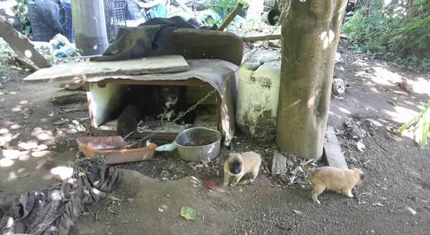 Cagnolina incatenata tra i rifiuti senza acqua nè cibo: accanto a lei cuccioli disperati Foto