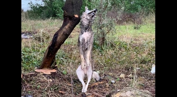 Il lupo trovato impiccato sul Gargano. (immag pubbl dall'associazione Lilly il Vagabondo su Fb)