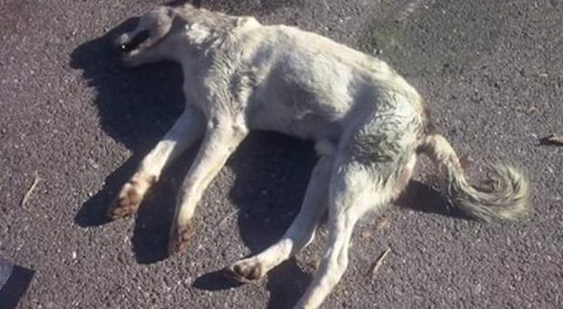​Esche per topi nella “riserva laguna” 4 cani morti e pericolo per i bambini