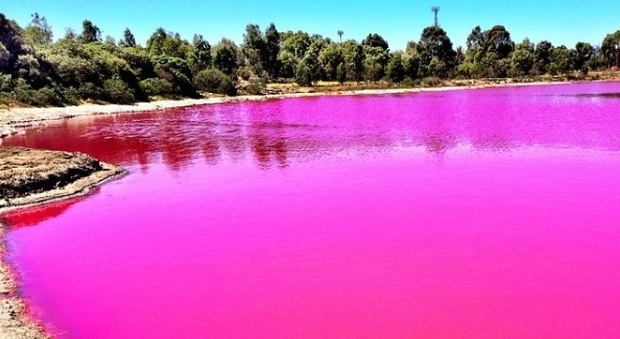 L'acqua del lago diventa rosa: colpa del clima e di un'alga -Guarda
