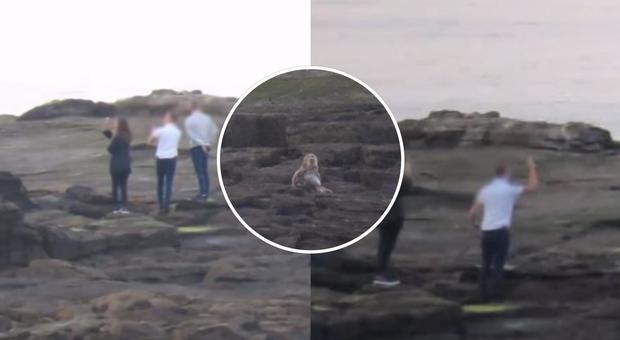Choc alla riserva naturale: ragazzi lanciano pietre contro le foche per vederle saltare
