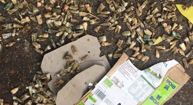 Scoperta choc: centinaia di denti umani trovati in strada a Montesacro