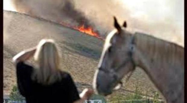 Ardeatina, incendio in un maneggio Cavalli bruciati vivi: «E' un atto doloso»