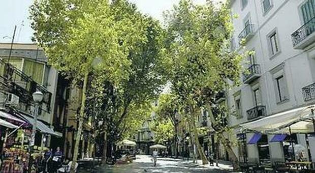 Nuovi alberi a Napoli: stanziati 5 milioni, saranno impiantati oltre 150 nuovi arbusti