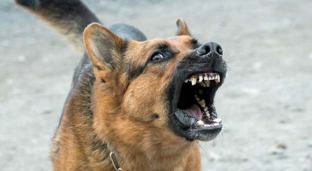 Assalita da un cane, le stacca un orecchio a morsi. Aggressione choc a Serra San Quirico: donna grave a Torrette