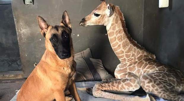 Giraffa abbandonata appena nata, Jazz ora ha un cane per amico (immagine pubblicata su Facebook da The Rhino Orphanage)