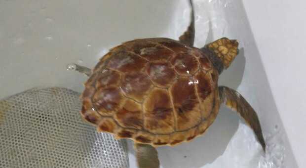 Baby tartaruga salvata dalla mareggiata, il miracolo di inizio anno. Zoomarine recupera due esemplari sulla costa del Lazio