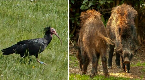 Aviaria e peste suina: «Qui nessun focolaio, ma si moltiplicano gli animali portatori. Massima attenzione per ibis e cinghiali»