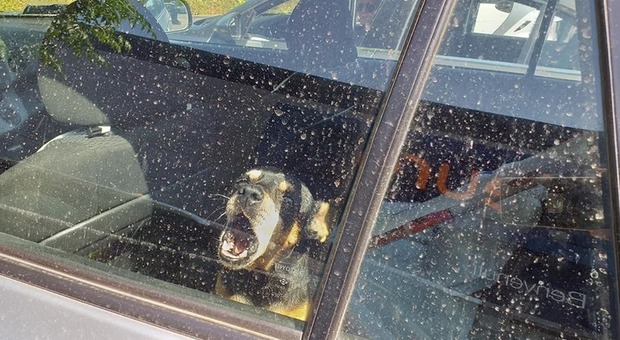 Cane chiuso nell'auto parcheggiata al sole, interviene la Volante
